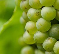 Groene verleiding. Deze sappige druiven in Duitsland groeiende in de Moesel worden later vast een le