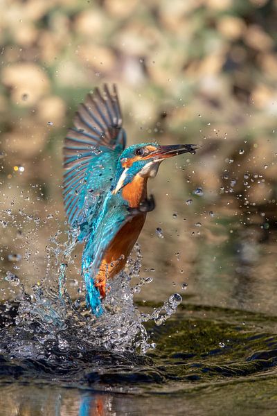 kingfisher by Han Peper