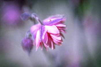 nuances de rose