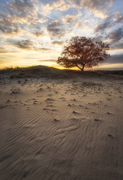 Zonsondergang op de zandverstuiving Nunspeet van Dennis Mulder