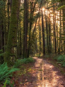 Le chemin forestier dans la forêt verte sur MADK