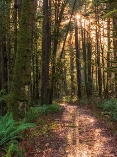 Le chemin forestier dans la forêt verte