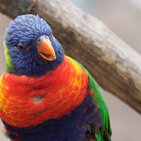 Loriinae Regenbooglori van Koos Koosman