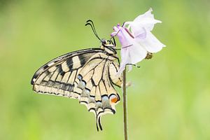 Koninginnepage op akelei