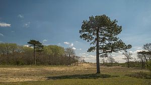Kennemerduinen, Nord-Holland