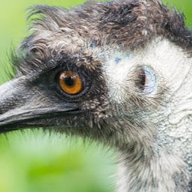 Emu von Foto Pia