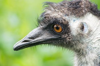Emu