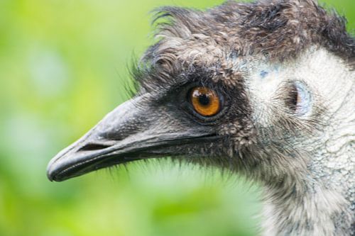 Emu