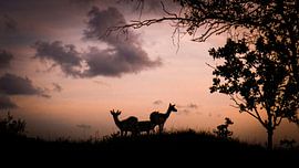 Sundown von Christophe .