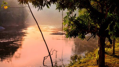 Het oerwoud van Suriname bij Awaradam