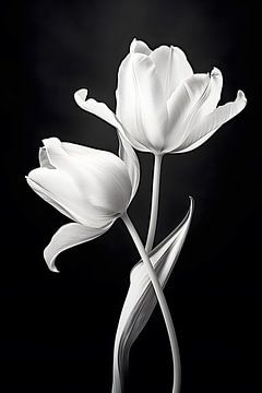 Twin Tulips in Noir by PixelMint.