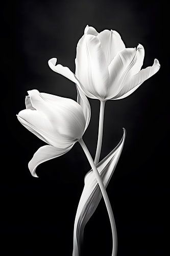 Twin Tulips in Noir