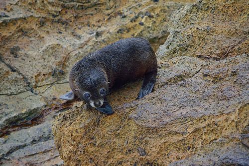 Een jonge zeehondenpup manoeuvreert over de rotsen