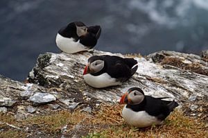 Papageitaucher auf der Insel Skellig Michael in Irland