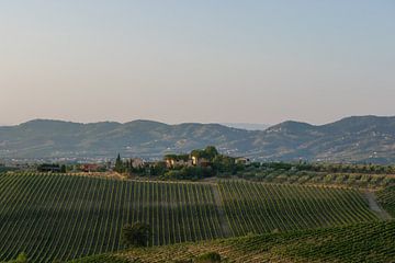 Romantisch Toscane, idyllische wijngaard op een heuvel van Patrick Verhoef