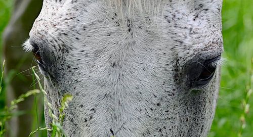 paardenogen van Vrije Vlinder Fotografie