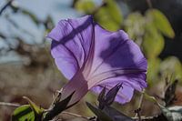 Lathyrus odoratus II