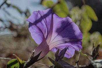 Lathyrus odoratus II