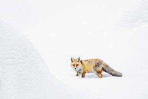 Winterse vos II
