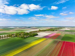 Tulpen, die im Frühling auf landwirtschaftlichen Feldern wachsen, von oben gesehen