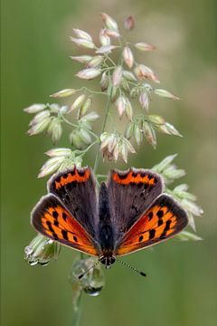 Small Firefly by Henk Zielstra