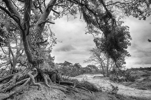 Natuurgebied Soester Duinen Soest zwartwit