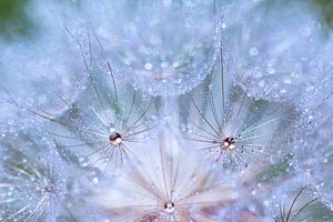 Macro of spent morning star