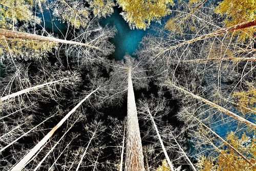 Des sommets vertigineux