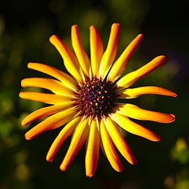 bright flower, capitulum