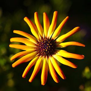 fleur lumineuse, capitule sur Steffi Hommel