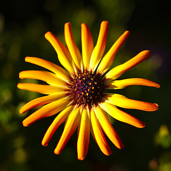 leuchtende Blüte, Kapkörbchen