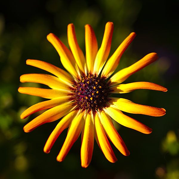 heldere bloem, capitulum van Steffi Hommel