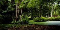 Natuurfoto van een Hollands park met oude bomen en slootjes van MICHEL WETTSTEIN thumbnail