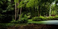 Naturbild eines niederländischen Parks mit alten Bäumen und Gräben