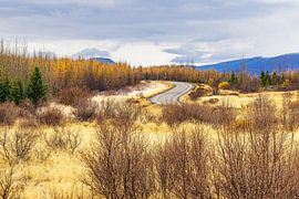 Landschaft mit Straße und Bäumen im Osten von Island