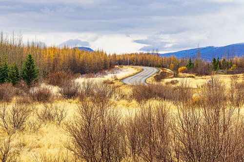 Landschaft mit Straße und Bäumen im Osten von Island