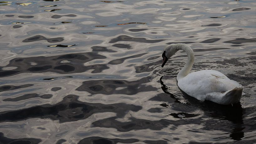zwaan aan het water von Diederick Luijendijk