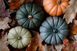 Pumpkins in autumn by Poster Art Shop