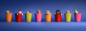 Chatons Chats