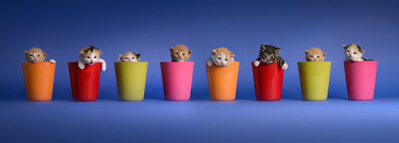 Kätzchen Katzen von Patrick Reymer