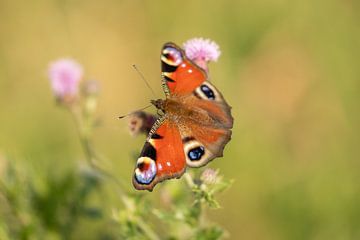 Dagpauwoog op distel van Tanja van Beuningen