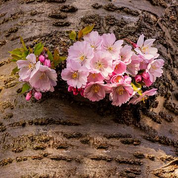 Blüte der Japanischen Kirsche, Niederlande von Adelheid Smitt
