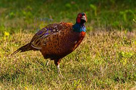 Fazant in het Gras van Brian Morgan