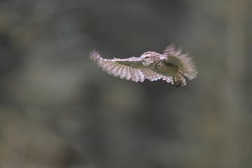 Holenuiltje in vlucht van Larissa Rand