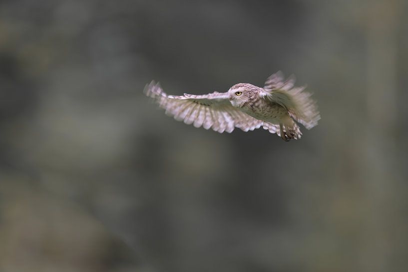 Burrowing owl in flight by Larissa Rand