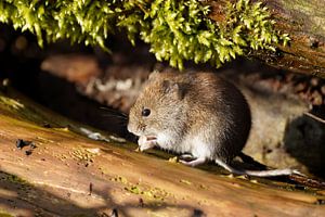 Rosse woelmuis in avondzon. van Stobbe; natuurfotografie