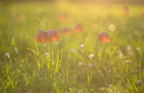 Kievitsbloemen bij zonsondergang