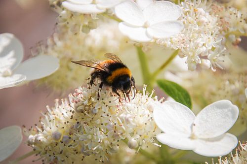 Yellow-black bumblebee on a white panicle hydrangea.