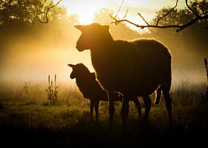 Schafe von snippephotography