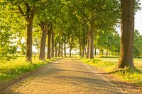 Landweg umgeben durch Bäume während eines schönen Sommerabends